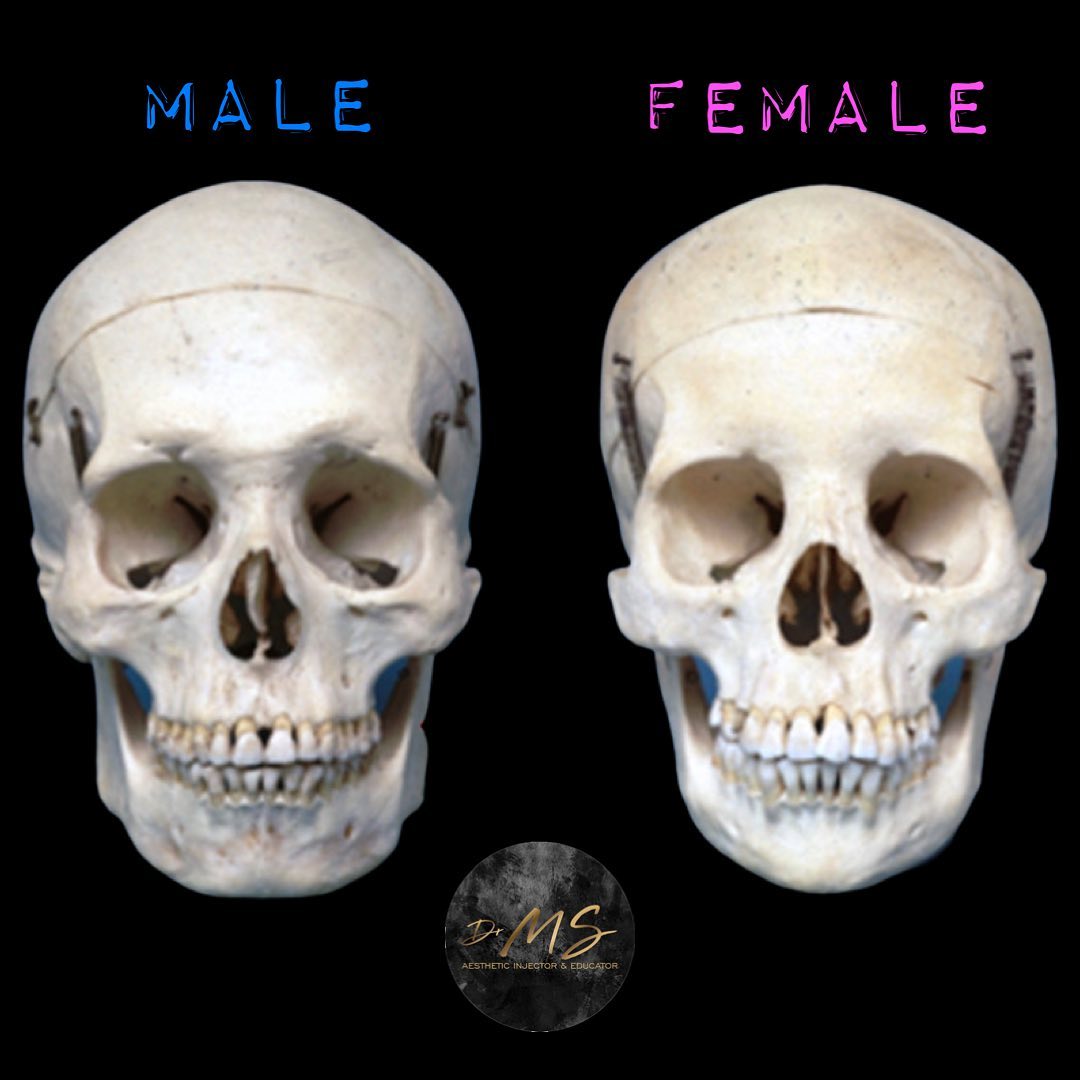 MAIN DIFFERENCES BETWEEN MALE & FEMALE SKULL